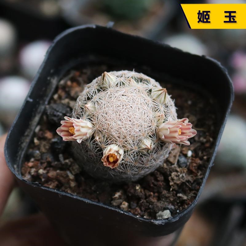 姬玉实生仙人球稀有开花勤花美观好养易度夏仙人掌多肉阳台小盆栽