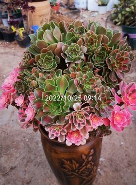 多肉法师锦 铜壶白锦老桩 粉黛 嫦娥 黑金刚  仙墨  红颜 月婵