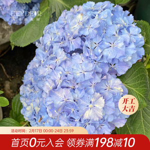 海蒂的花园莱昂大花绣球花苗阳台庭院多年生可调色花卉植物盆栽苗