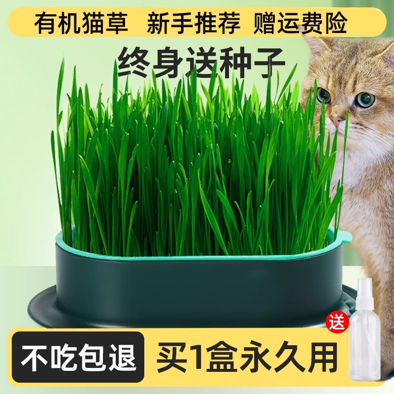 水培无土猫草盆栽去化毛球懒人种植猫草种子育苗盘化毛草猫咪零食