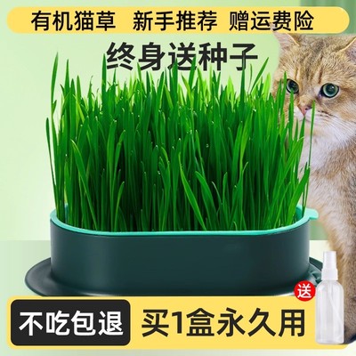 水培无土猫草盆栽去化毛球懒人种植猫草种子育苗盘化毛草猫咪零食