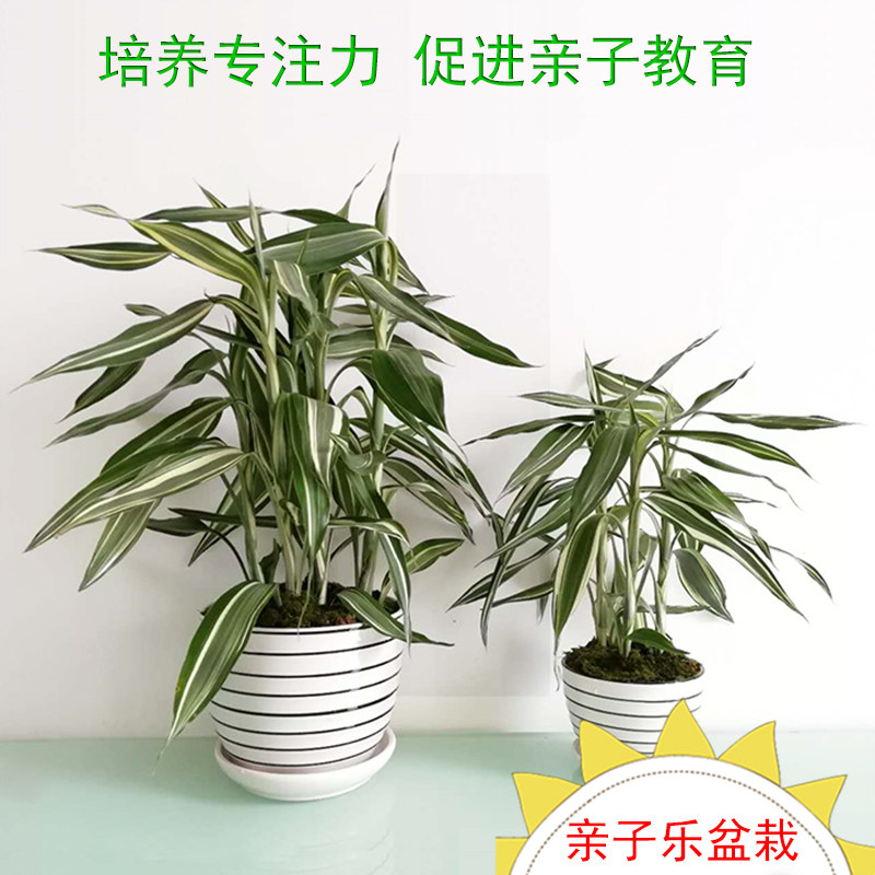 花叶女王富贵竹水培桌面绿植室内盆栽花叶富贵竹夏季好养净化空气