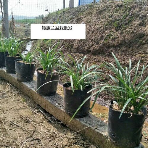 原生种兰花矮惠兰春兰苗室内盆栽绿植园艺花卉庭院阳台开花香易养
