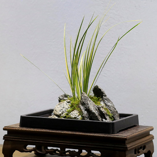附石胧月山石金钱菖蒲吸水石室内桌面盆栽绿植苔藓微景观水培植物