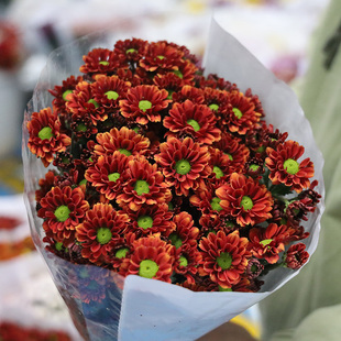 绿心红小雏菊云南鲜花基地直发小雏菊洋甘菊家用一束同城菊花花束