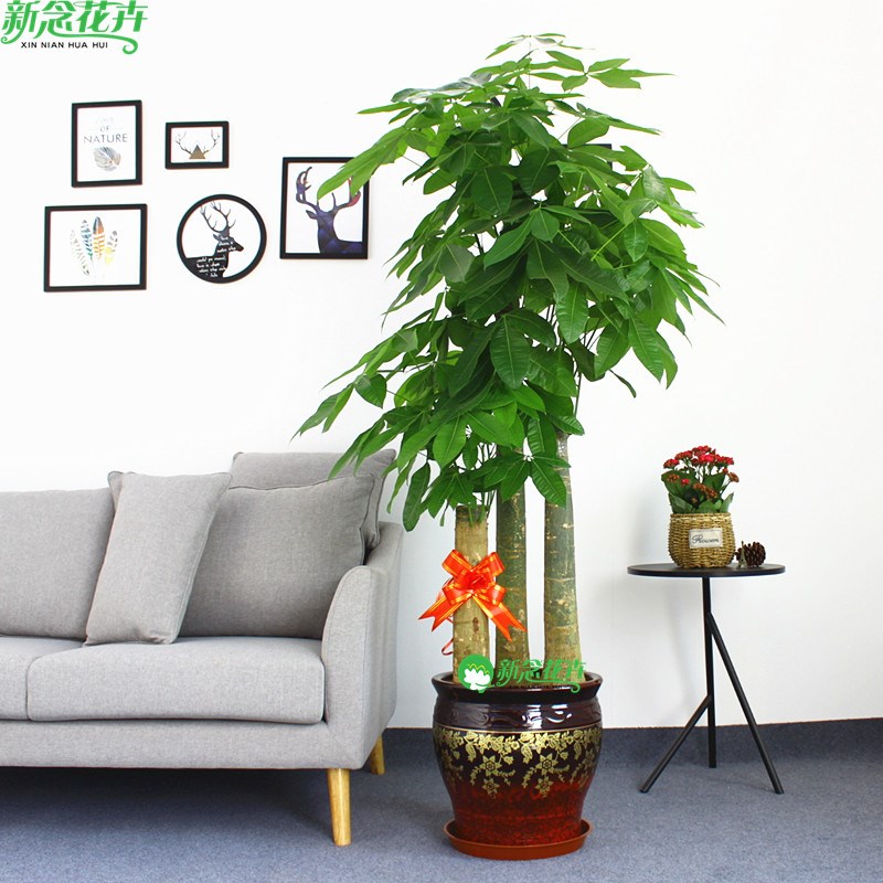 步步高发财树盆栽客厅大型树桩植物绿植办公室绿化开业乔迁上海