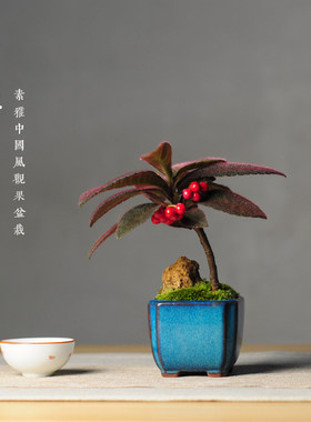 虎舌红室内盆栽植物雨林缸造景绿植桌面观叶小盆景庭院阳台果实