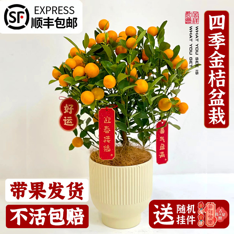 四季金桔盆栽带果可食用室内客厅桌面果树植物好养活绿植花卉盆景