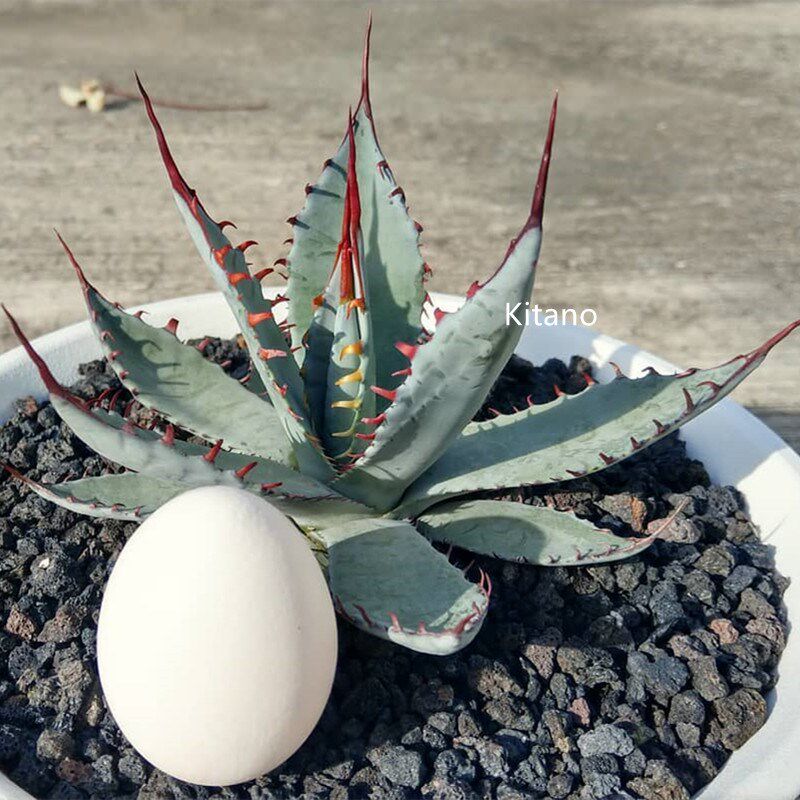 屈原之舞龙舌兰 冷门多肉植物好养耐旱蓝色花卉盆栽 庭院造景绿植