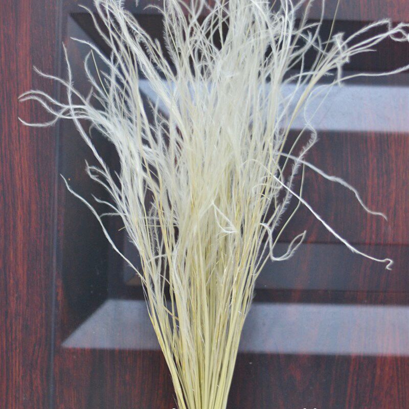 超长枝羽毛草进口干花包花束小清新客厅装饰摆件天然风干插花材料