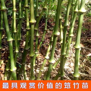 筇竹苗易活花卉盆景绿植簕竹庭院树苗富贵竹子苗室内盆栽植物萝
