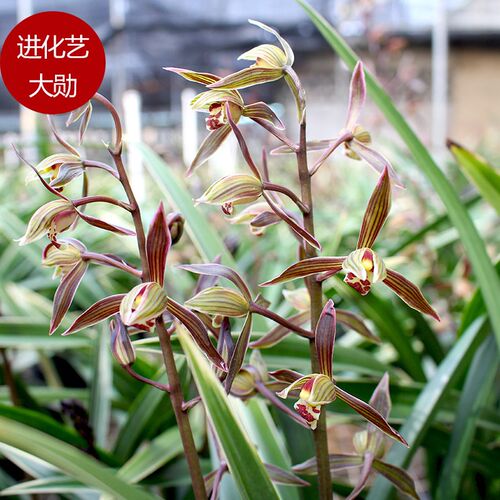 墨兰大勋进化艺兰花苗报岁兰阳台庭院观花植物美观环境盆栽花卉浓