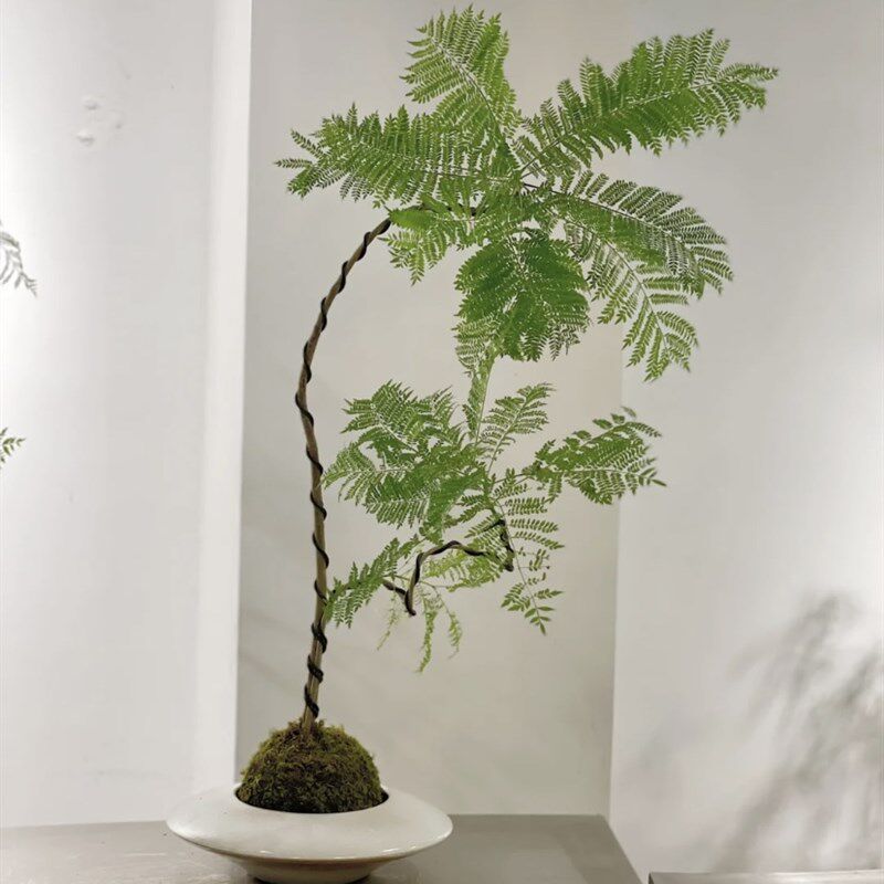 蓝花楹树苗盆栽客厅阳台办公室内外造型绿植盆景庭院观叶植物好养