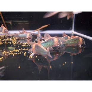 进口尼青鼠鱼稀有尼格罗青鼠鱼小型热带鱼底栖鱼清缸工具鱼翻砂鱼