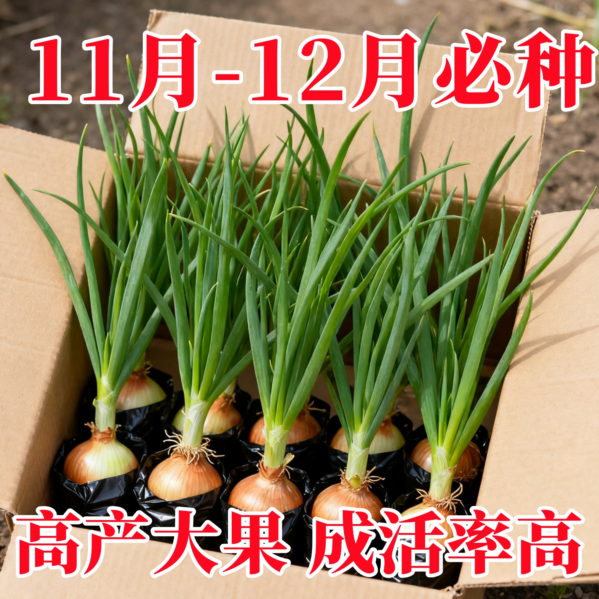 黄皮洋葱种苗四季种植紫皮圆葱阳台葱种籽农家秋冬季蔬菜种苗大全