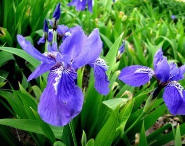 特价玉簪马兰花鸢尾苗 盆栽观花叶多年生草本植物 巴西鸢尾蝴蝶兰|ruв категории доставка цветов/цветок моделирования/растения садоводства, цветок/растения в горшках (новый), цветок - от Buy2taobao.com для оказания профессиональной услуги покупки агента Taobao