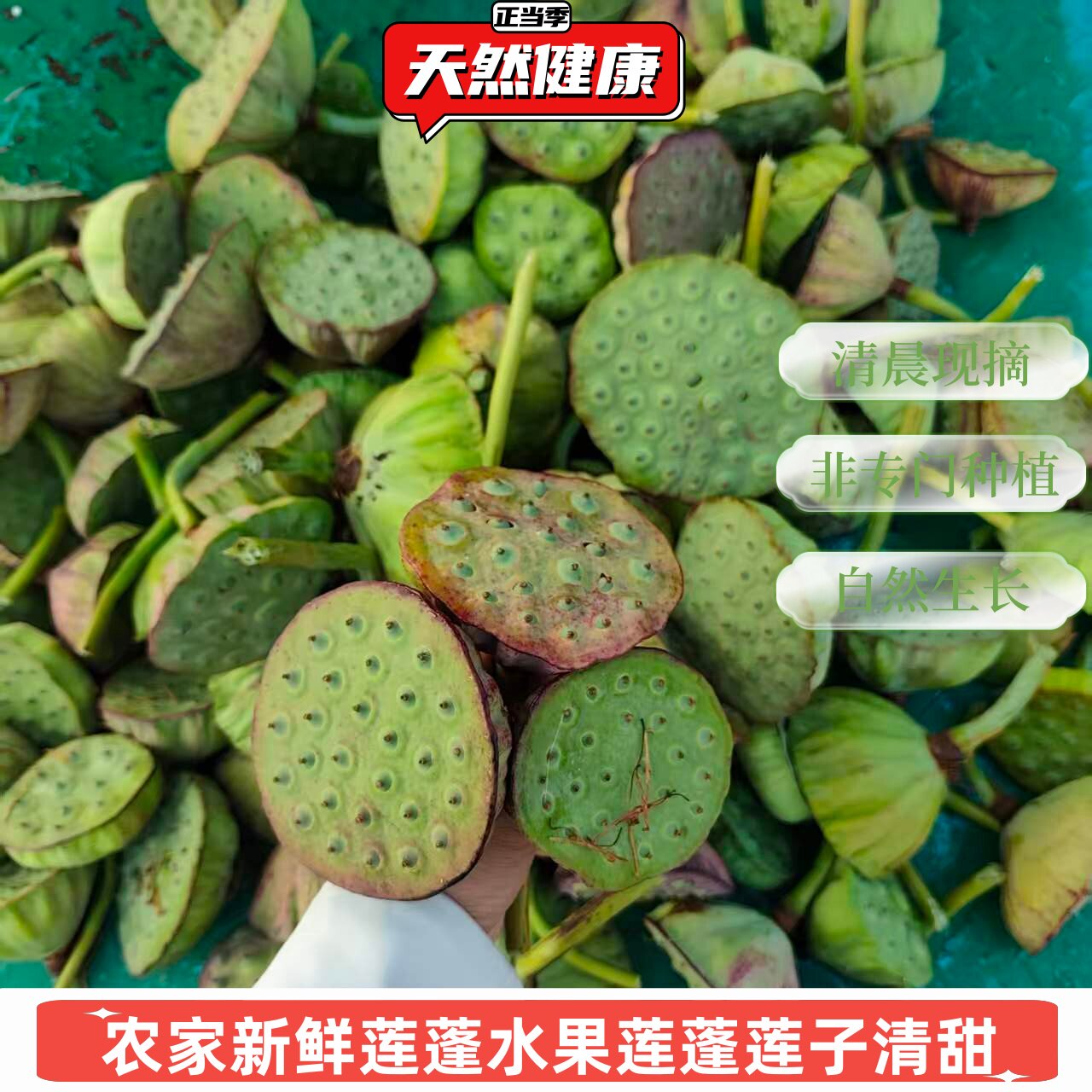 农家新鲜莲蓬小莲蓬莲子米即食露天无狠活孕妇水果莲蓬当季蔬菜好