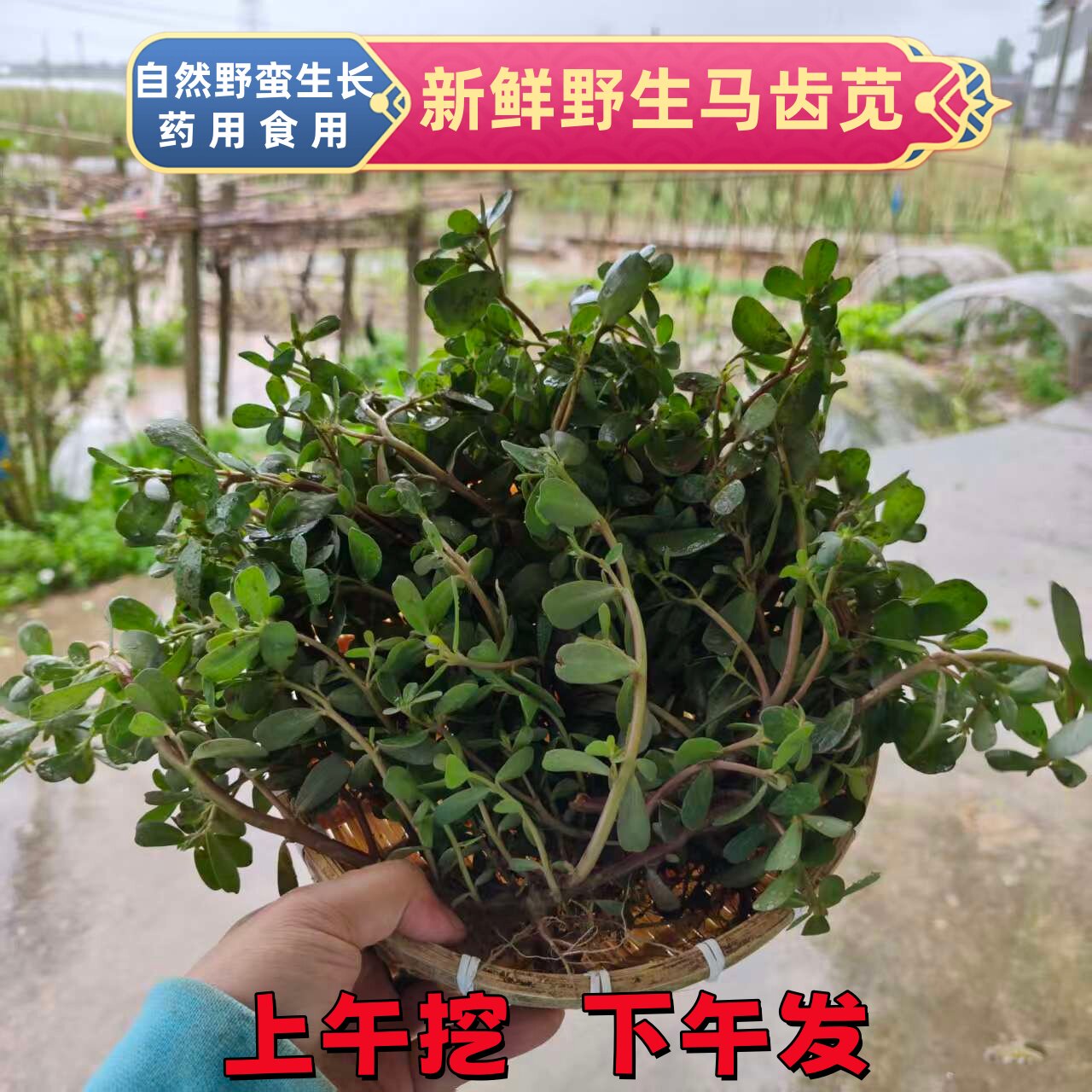野菜纯天然新鲜马齿苋菜马苋菜五方草蚂蚁菜长寿菜自然野蛮生长