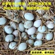 农家土鸭蛋小鸭蛋乡间散养无饲料激素吃虫子杂草螺丝健康营养美味