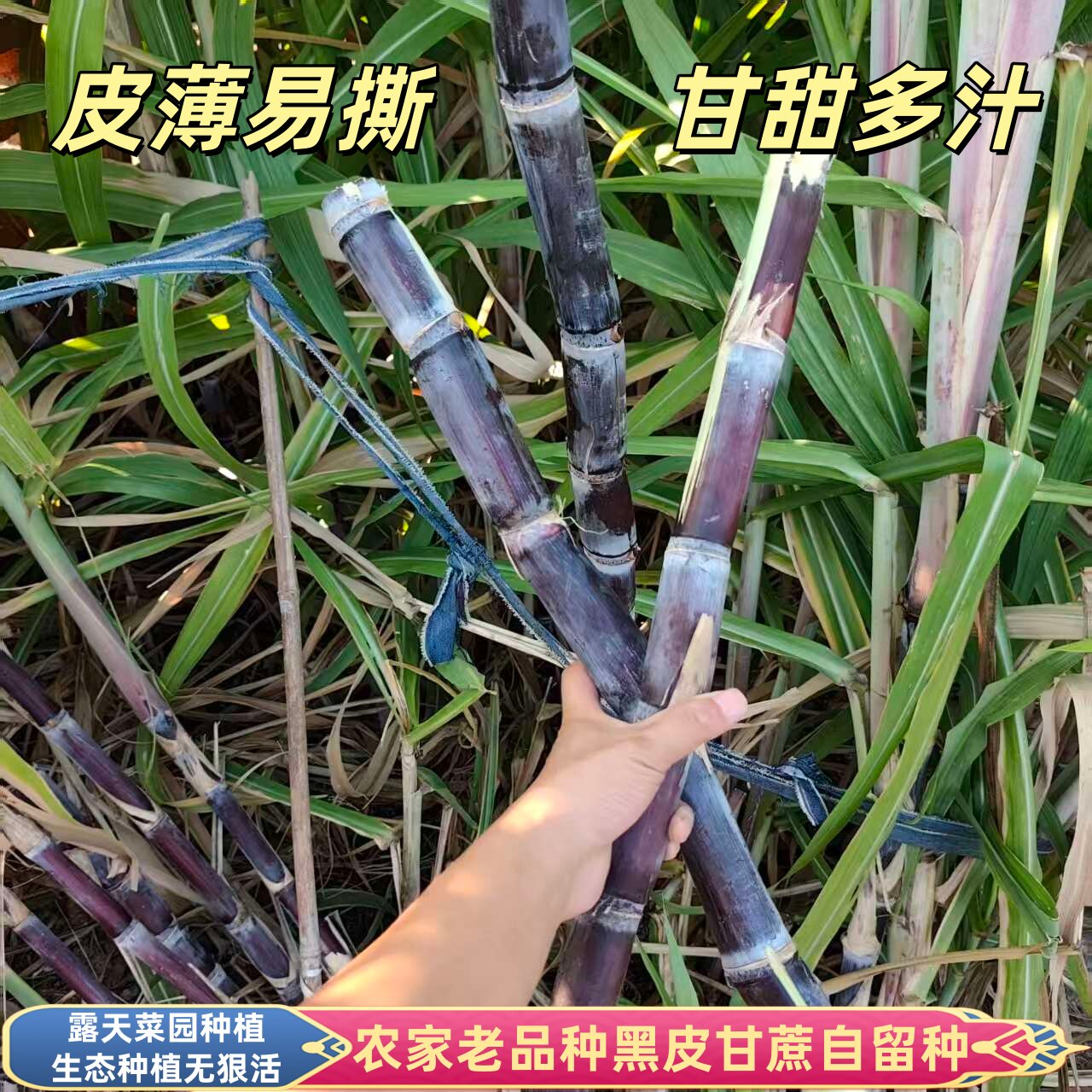 农家老品种黑皮甘蔗自留种露天无狠活孕妇水果皮薄可口当季现砍