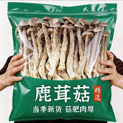 【精选头茬】高档鹿茸菇新鲜煲汤炖汤火锅食材鹿耳菇菌类食用批发