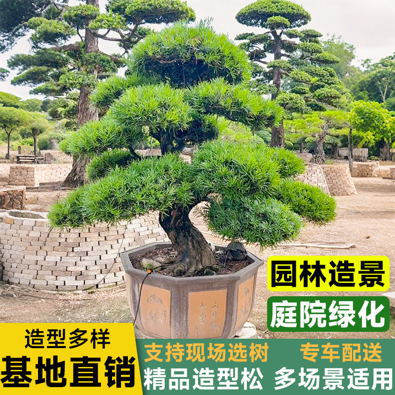 罗汉松庭院造型树老桩盆景迎客松真树黑松进口别墅罗汉松景观树