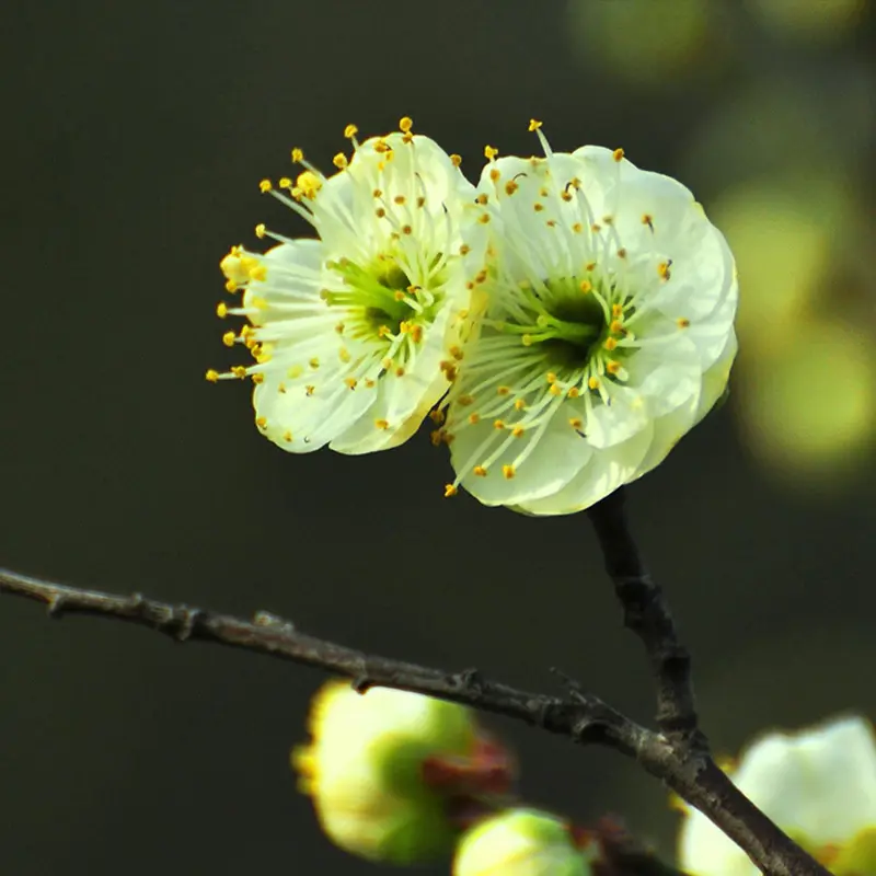梅花老桩庭院耐寒木本植物花卉浓香骨里红红绿梅阳台