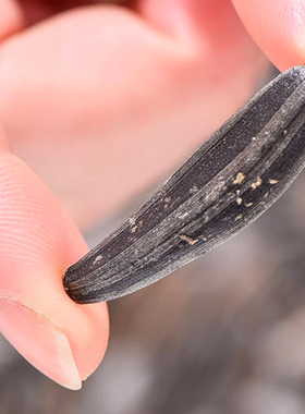 新店冲量】盐爆黑色牙签瓜子新鲜现炒批发原味批发袋装零食便携