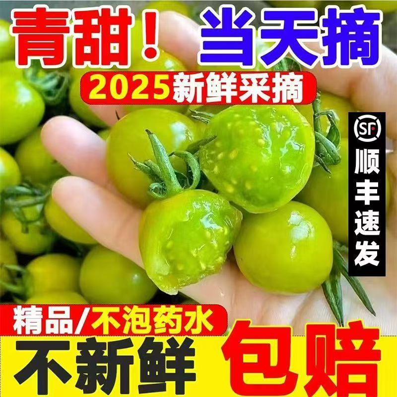 【顺丰】寿光正宗青甜二号小番茄绿色圣女果当天现摘生吃爆汁