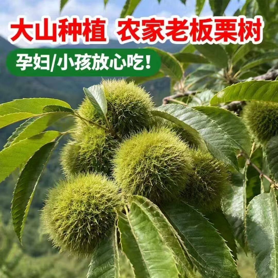 2026新货新鲜板栗带刺球嫩板栗栗子毛球花壳毛栗子带壳带刺发货