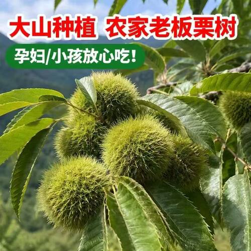 2026新货新鲜板栗带刺球嫩板栗栗子毛球花壳毛栗子带壳带刺发货