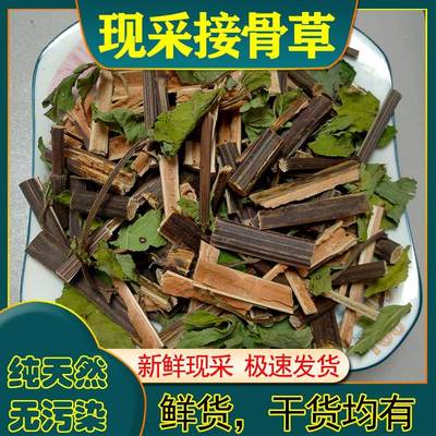 中药材 接骨草 陆英八棱麻排风藤新鲜现采晒干天然生长接骨草苗