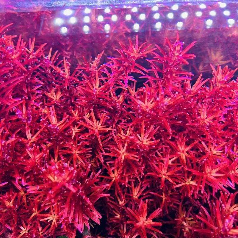 新加坡血红宫廷不用碳也能养红的鱼缸淡水造景后景新手好养的水草