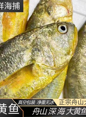 舟山深海野化大黄鱼活冻