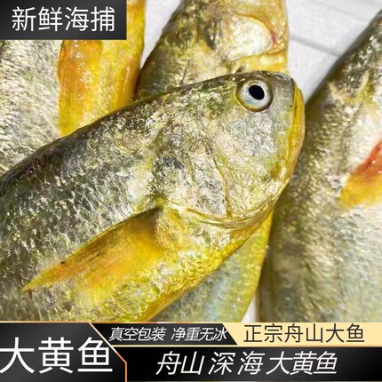 黄鱼舟山大黄鱼生态野化大黄鱼半野生黄鱼深海活冻大黄鱼礼盒款