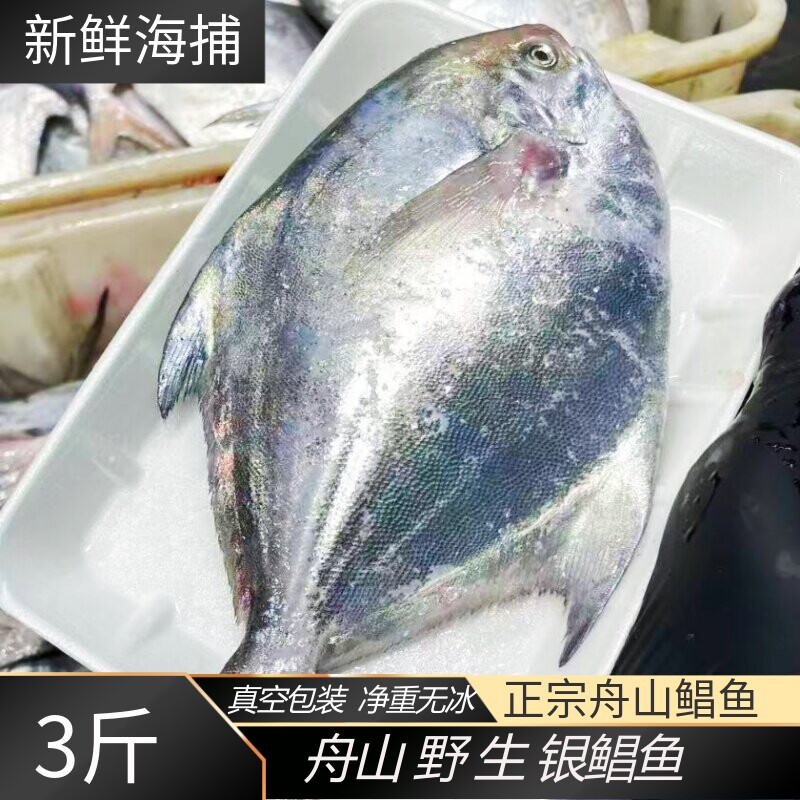 舟山野生鲳鱼新鲜活冻小鲳鱼大白鲳新鲜银鲳鱼平鱼鲳扁鱼