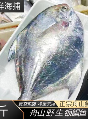 舟山野生小鲳鱼大白鲳银鲳鱼