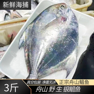 舟山野生鲳鱼新鲜活冻小鲳鱼大白鲳新鲜银鲳鱼平鱼鲳扁鱼