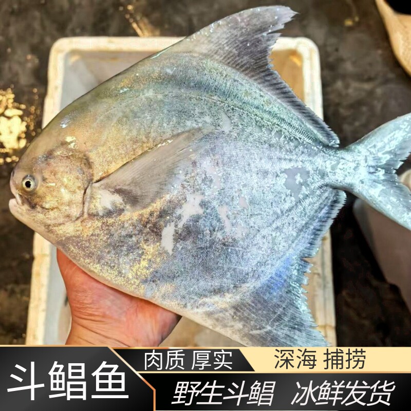 舟山海捕特大斗鲳鱼真空装