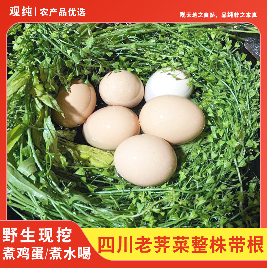 四川野生老荠菜带根带籽整颗月子煮鸡蛋新鲜老荠菜月子养身