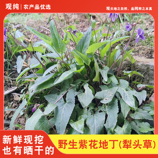 四川新鲜紫花地丁草紫地丁堇堇草现摘现发犁头草地丁草泡茶