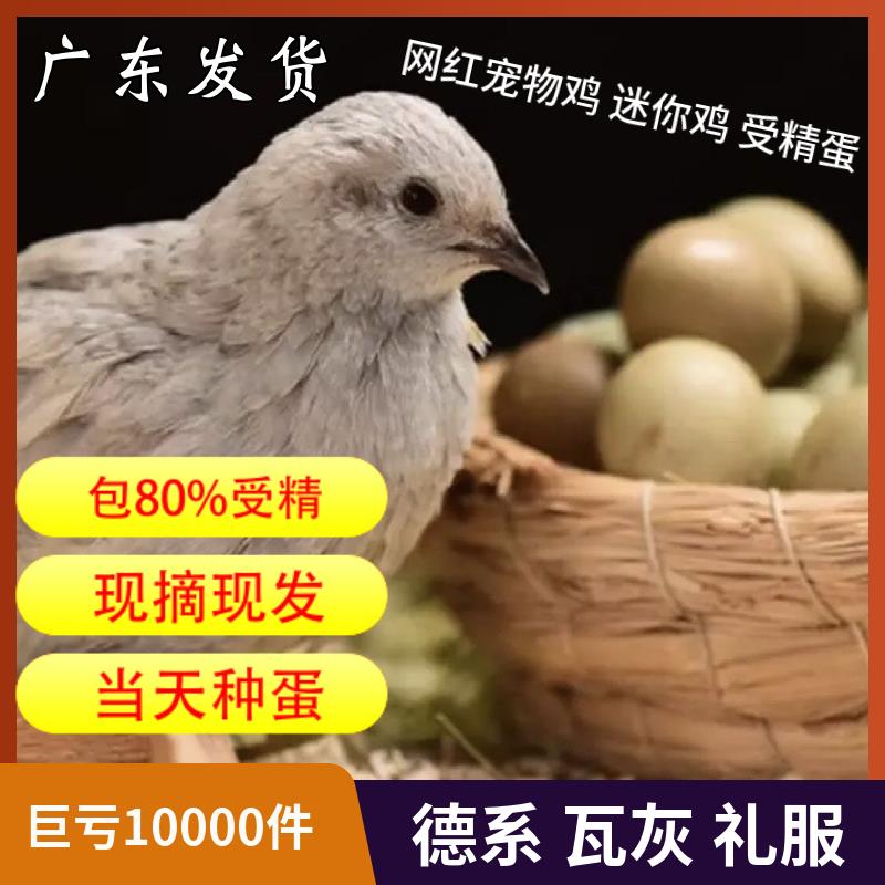 芦丁鸡受精蛋可孵化礼服瓦灰受精蛋 网红鸡受精卵迷你鸡孵化卵