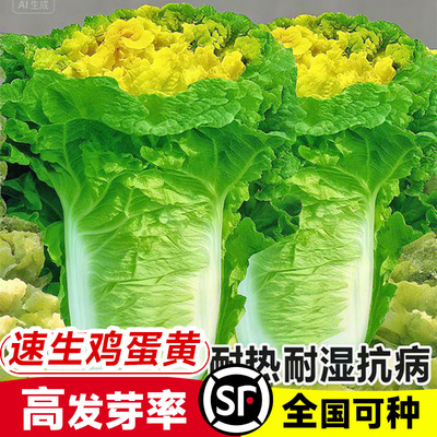 小杂56黄心大白菜种子早熟