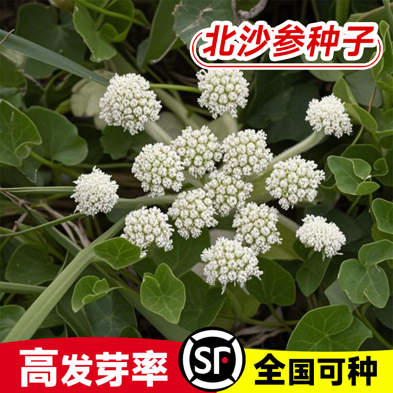 北沙参种子药材种子中草药种子海沙参银条参南沙参种子北沙参种籽