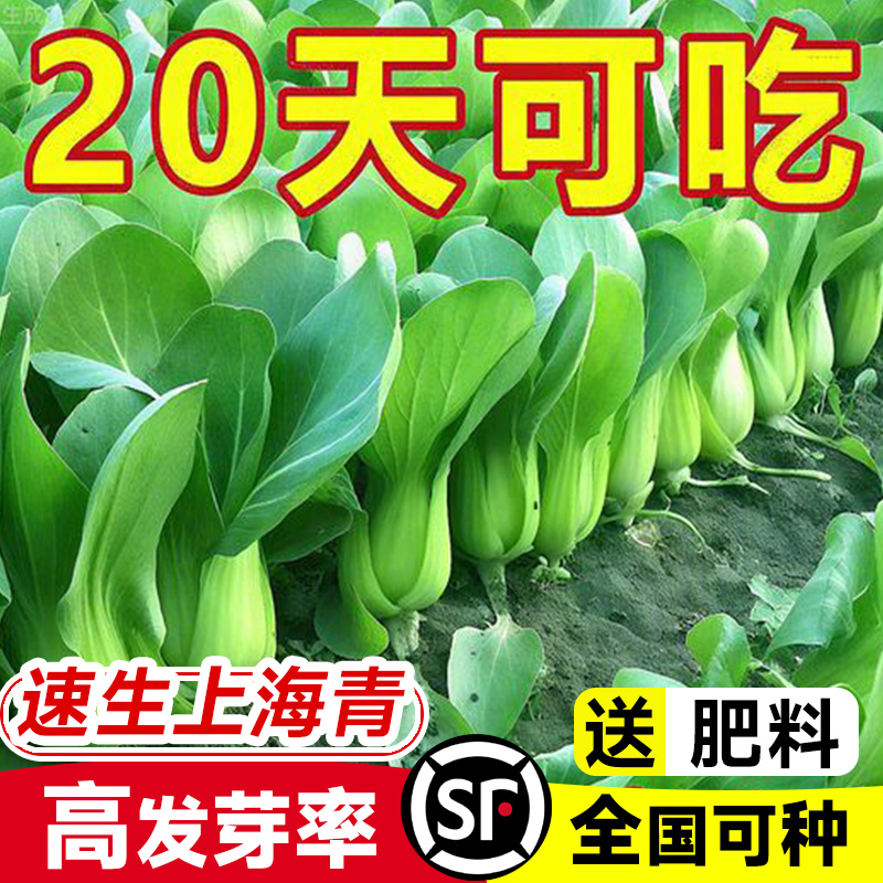 四季上海青菜种籽小孑