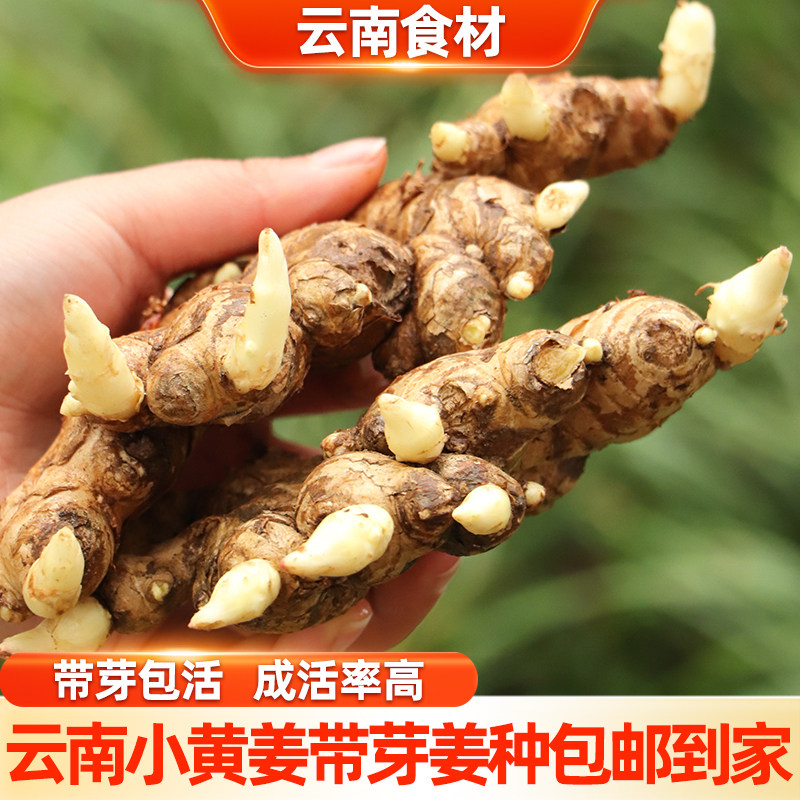 滇鲜生正宗云南本地小黄姜带芽姜种优质老姜种苗生姜种子带泥发货