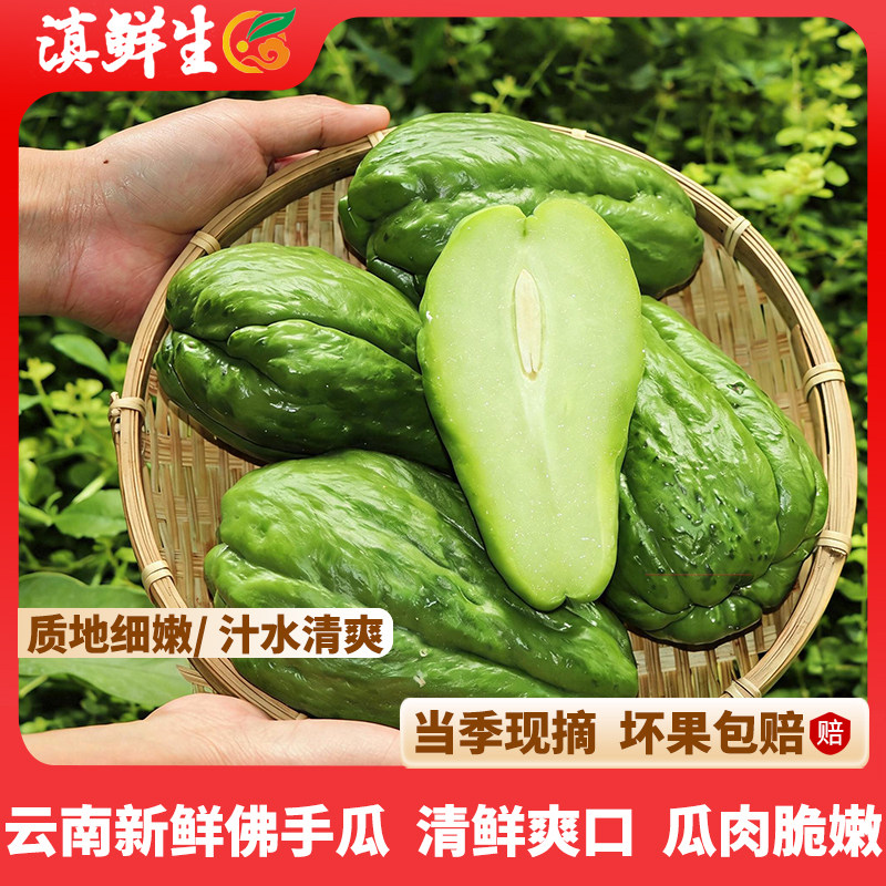 滇鲜生云南当季新鲜现摘包邮到家佛手瓜新鲜蔬菜农家新鲜佛手瓜