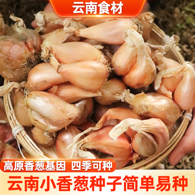 滇鲜生精选香葱头种子
