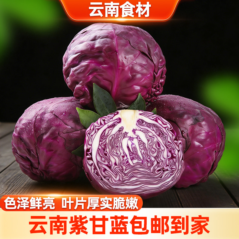滇鲜生云南新鲜农家卷心菜沙拉菜食用沙拉菜新鲜现摘紫甘蓝包菜
