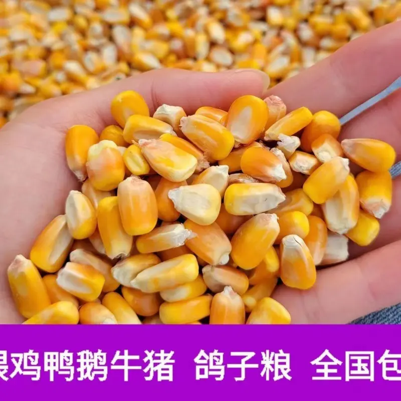 玉米粒喂鸡东北新100斤喂鸽子养鸡50斤价20中颗粒5斤电商